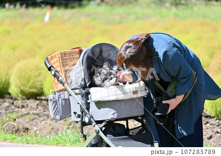 飼い主の女性と2匹のチワワ 愛犬フォトグラファー 飼い主の女性と2匹のチワワ 愛犬フォトグラファー 107283789