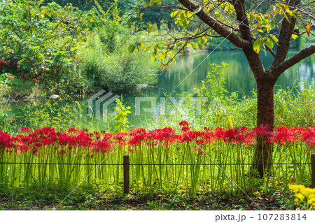 河川環境楽園、満開の彼岸花〈岐阜県各務原市〉 107283814