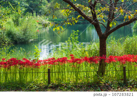 河川環境楽園、満開の彼岸花〈岐阜県各務原市〉 107283821