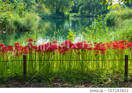 河川環境楽園、満開の彼岸花〈岐阜県各務原市〉 河川環境楽園、満開の彼岸花〈岐阜県各務原市〉 107283822