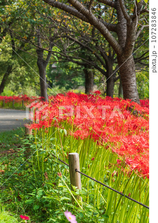 河川環境楽園、満開の彼岸花〈岐阜県各務原市〉 107283846