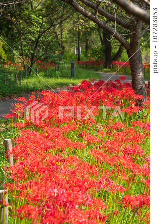 河川環境楽園、満開の彼岸花〈岐阜県各務原市〉 107283853