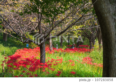 河川環境楽園、満開の彼岸花〈岐阜県各務原市〉 107283858