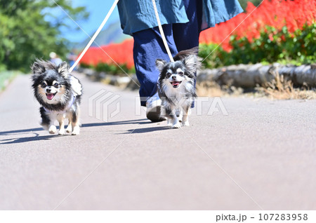 満開のサルビアが咲く公園で楽しく散歩する2匹のチワワ　秋 107283958