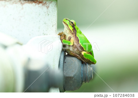 お腹が冷たくて気持ちよさそうなアマガエル 107284038