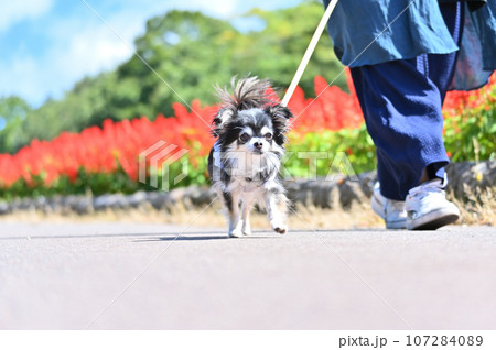 飼い主の女性と楽しく散歩するチワワ　満開のサルビア　秋の公園 107284089