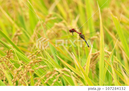 実った稲穂の上を飛ぶ赤とんぼのカップル 107284132