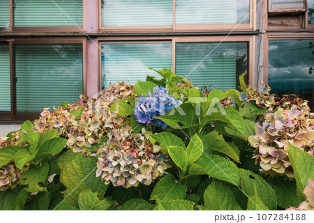 夏の終わり【枯れた紫陽花】 107284188