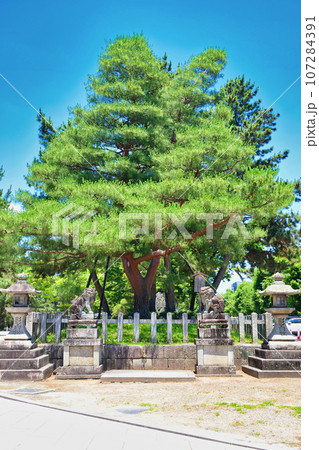 京都 北野天満宮 影向松 京都 北野天満宮 影向松 107284391