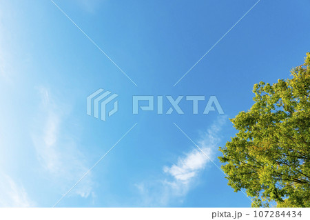 夏の空と樹木 107284434