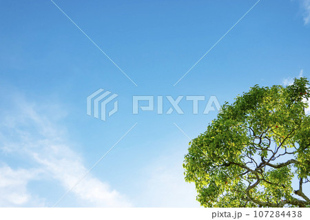 夏の空と樹木 107284438