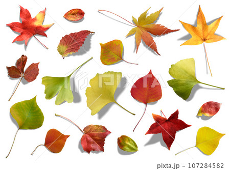 色とりどりの紅葉の落ち葉、影付きのキリヌキ素材 107284582