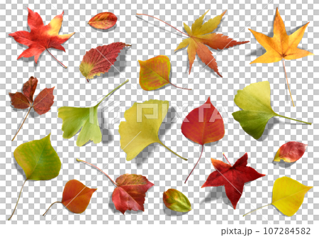 色とりどりの紅葉の落ち葉、影付きのキリヌキ素材 107284582