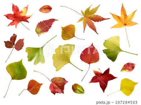 色とりどりの紅葉の落ち葉、秋色のキリヌキ素材 107284583
