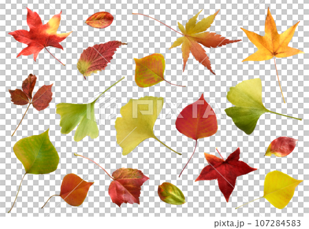 Fallen colorful autumn leaves, autumn-colored Kirinuki material 107284583