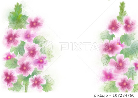 銭葵（ゼニアオイ）の花のカード2 107284760