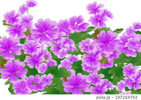 銭葵（ゼニアオイ）の花のカード5 107284763