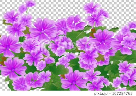 銭葵（ゼニアオイ）の花のカード5 107284763