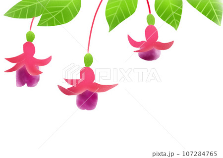 フクシアの花のカード2 107284765