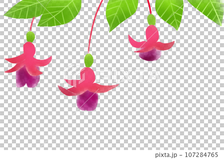 フクシアの花のカード2 107284765