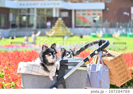 犬用カートでまったりする2匹のチワワ 犬用カートでまったりする2匹のチワワ 107284789