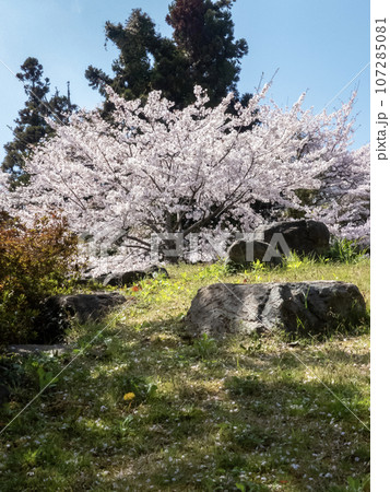 滋賀県大津市皇子が丘公園の桜 107285081