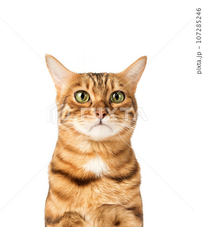 Sad or upset face of a domestic cat on a white background. 107285246