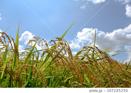 実った稲穂 107285250