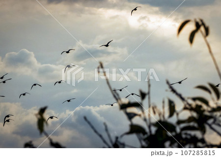 夕暮れ 巣に向かう鳥 夕暮れ 巣に向かう鳥 107285815