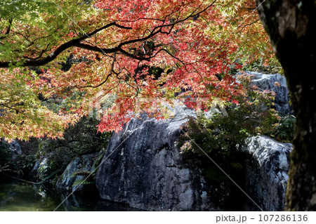 滋賀県大津市 びわこ文化公園 夕照の庭 滋賀県大津市 びわこ文化公園 夕照の庭 107286136