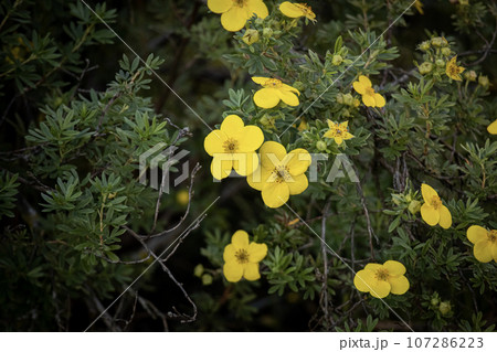 Potentilla fruticosa Goldfinger yellow flowers on dark greenery with visible branches background Potentilla fruticosa Goldfinger yellow flowers on dark greenery with visible branches background 107286223