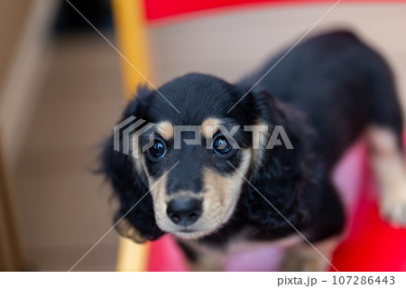 仔犬　カニンヘンダックスフンド 107286443