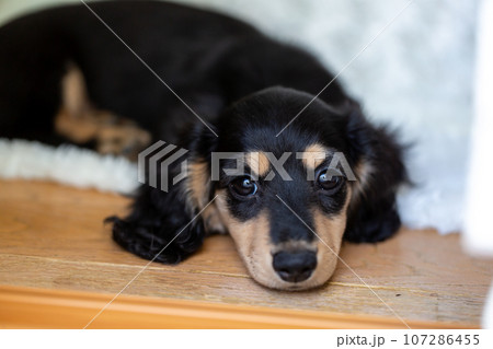 仔犬 カニンヘンダックスフンド 仔犬 カニンヘンダックスフンド 107286455