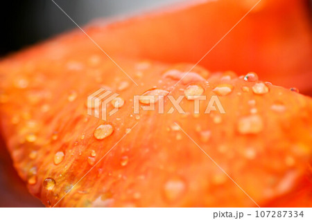 Indian shot, India short plant or India shoot or Butsarana or Cannas or Canna lily or Canna indica L or CANNACEAE plant or orange flower and dew drop Indian shot, India short plant or India shoot or Butsarana or Cannas or Canna lily or Canna indica L or CANNACEAE plant or orange flower and dew drop 107287334