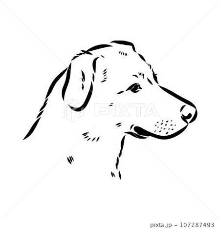austrian pinscher vector sketch illustration austrian pinscher vector sketch illustration 107287493