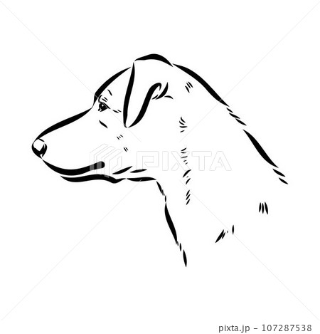 austrian pinscher vector sketch illustration austrian pinscher vector sketch illustration 107287538