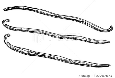 Set of Vanilla Sticks. Vector hand drawn illustration of herbal Pods for food spice or essential oil on white isolated background. Line art drawing of floral ingredient for aroma therapy and cosmetic. 107287673