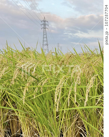 稲穂と鉄塔のある田んぼの風景 稲穂と鉄塔のある田んぼの風景 107287704