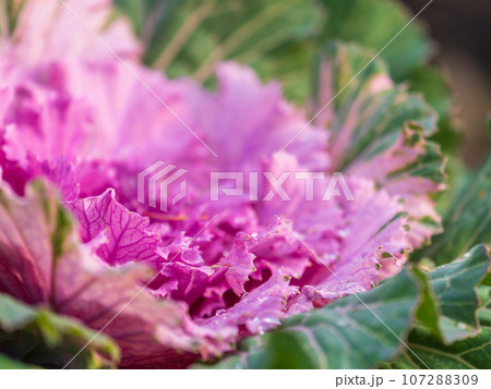 Close up of endless field with green leaves and purple veins of red cabbage plants. Close up of endless field with green leaves and purple veins of red cabbage plants. 107288309