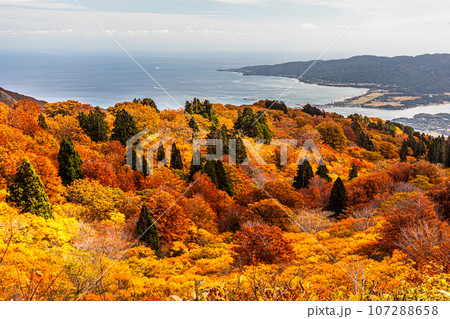 【新潟県・佐渡・紅葉】紅葉を見ながら佐渡島を一望しよう 10月 【新潟県・佐渡・紅葉】紅葉を見ながら佐渡島を一望しよう 10月 107288658