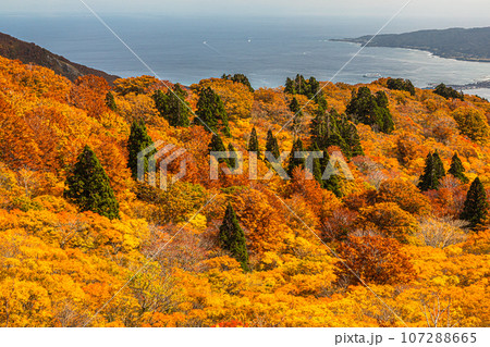 【新潟県・佐渡・紅葉】紅葉を見ながら佐渡島を一望しよう 10月 【新潟県・佐渡・紅葉】紅葉を見ながら佐渡島を一望しよう 10月 107288665