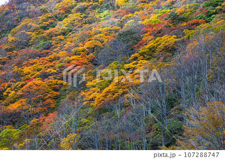 【新潟県・佐渡・紅葉】紅葉を見ながら佐渡を一望しよう 10月 【新潟県・佐渡・紅葉】紅葉を見ながら佐渡を一望しよう 10月 107288747