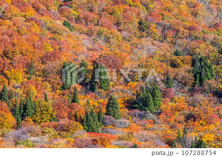 【新潟県･佐渡･紅葉】紅葉を見ながら佐渡を一望しよう 10月 107288754