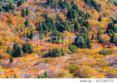 【新潟県･佐渡･紅葉】紅葉を見ながら佐渡を一望しよう 10月 107288755