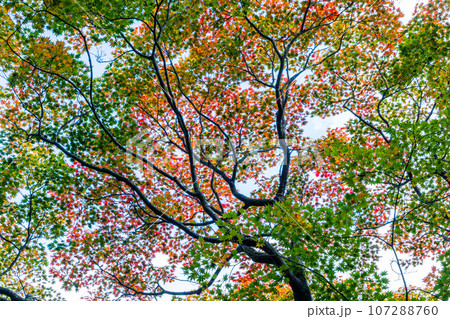 【新潟県・佐渡・紅葉】紅葉を見ながら佐渡を一望しよう 10月 【新潟県・佐渡・紅葉】紅葉を見ながら佐渡を一望しよう 10月 107288760