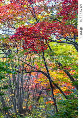 【新潟県・佐渡・紅葉】紅葉を見ながら佐渡を一望しよう 10月 【新潟県・佐渡・紅葉】紅葉を見ながら佐渡を一望しよう 10月 107288764