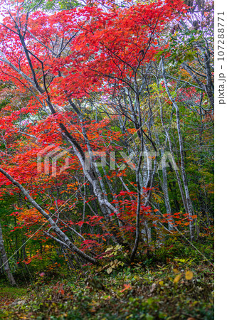 【新潟県･佐渡･紅葉】紅葉を見ながら佐渡を一望しよう 10月 107288771
