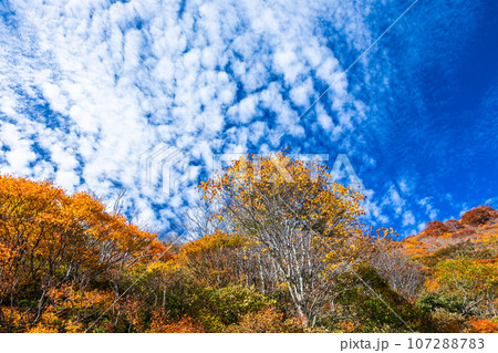 【新潟県・佐渡・紅葉】紅葉を見ながら佐渡を一望しよう 10月 【新潟県・佐渡・紅葉】紅葉を見ながら佐渡を一望しよう 10月 107288783