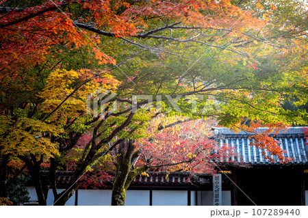 南禅寺の秋、南禅寺境内の紅葉 南禅寺の秋、南禅寺境内の紅葉 107289440