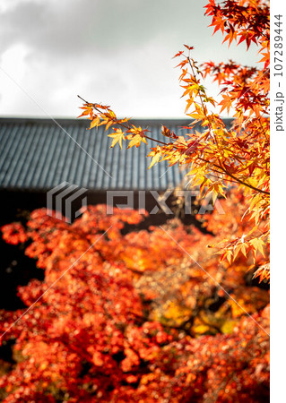 南禅寺の秋、南禅寺境内の真っ赤な紅葉と三門の瓦屋根 南禅寺の秋、南禅寺境内の真っ赤な紅葉と三門の瓦屋根 107289444